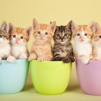 Cat Pack